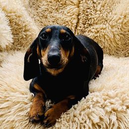 Dachshunds from Star Doxies