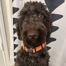 Bernedoodles and Labradoodles from The Henke Doodles