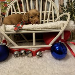 PERDY - Red male Dachshund puppy in Polo, Missouri from Blue Tails Farm