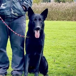 German Shepherds from Eisengriff German Shepherds