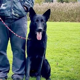 German Shepherds from Eisengriff German Shepherds