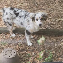 Australian Shepherd Puppies from Soggy Bottom Farms