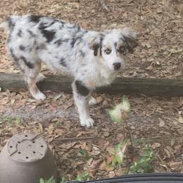 Australian Shepherd Puppies from Soggy Bottom Farms