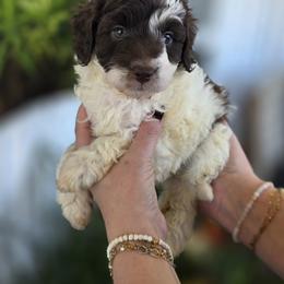 Oak - Parti male Goldendoodle puppy in Decatur, Tennessee from Diamond's Doodles