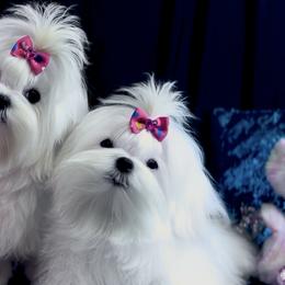 Maltese from Always Maltese
