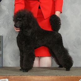 Poodles from Prama Poodles
