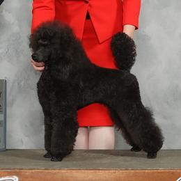 Poodles from Prama Poodles