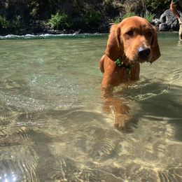 Golden Retriever Puppies from Intermountain Golden Retrievers