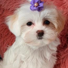 Gigi - Parti female Maltipoo puppy in Cooper City, Florida from Jenny La Bone