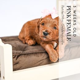Pink - Red  female Goldendoodle puppy in Platteville, Wisconsin from Beck Kennel