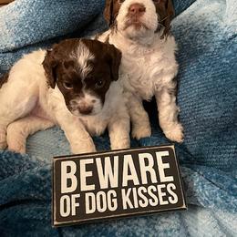 Lagotto Romagnolo Puppies from Joyful Heart