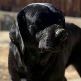 Sable - Labrador Retriever