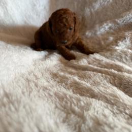 Princess - Red  female Poodle puppy in Tennessee Colony, Texas from Poodle an Doodles 3:16