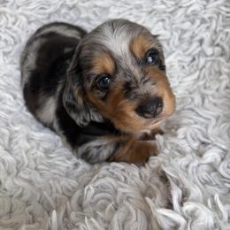 Dachshund Puppies from Okie Dokie Doxie