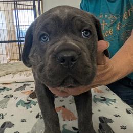 Last born. - Black male Cane Corso puppy in Los Lunas, New Mexico from Top Gun Kennels NM