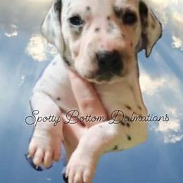 Dalmatian Puppies from Spotty Bottom Dalmatians