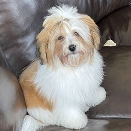 MEADOW - Biewer Terrier