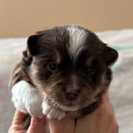 Biscuit - Wolf sable male Pomsky puppy in Avoca, Michigan from Repurposed Paradise Farm