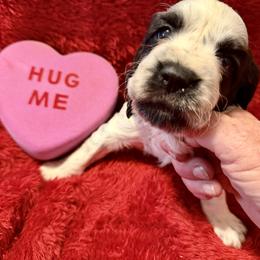 Girl 2 - female English Springer Spaniel puppy in Madison, Indiana from McCollough's Pawsome Spaniels and Danny's Delightful Dachshunds
