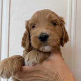 Theo - Apricot male Goldendoodle puppy in San Tan Valley, Arizona from Golden Haven