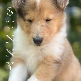 Collie Puppies from Thunderstruck Collies