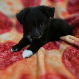 Fuji - Black & white female Toy Australian Shepherd puppy in Arlington, Texas from CopperHead Aussies