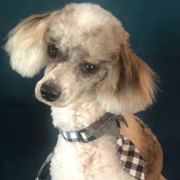 Shiloh - Poodle