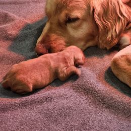 Golden Retriever Puppies from SK Golden Retrievers