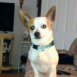 Pearl - Chihuahua