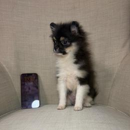 Branco - Tri-colored male Pomeranian puppy in Phoenix, Arizona from Luxpomz