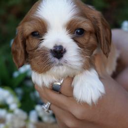 Rascal - Blenheim male Cavalier King Charles Spaniel puppy in Lula, Georgia from Cavaliers by Crumley