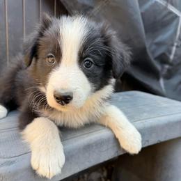 Han - Black and white male Border Collie puppy in Mckinney, Texas from Border Collies of Ruidoso