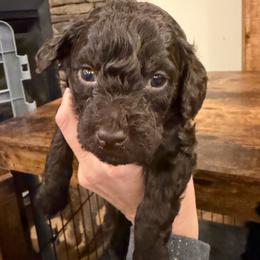 Brown boy - Brown male Poodle puppy in Oneida, Tennessee from Pippa’s Place Poodles