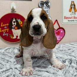Girlie - Mahogany and white female Basset Hound puppy in Pilot Mtn, North Carolina from Lowdown Love Basset Hounds