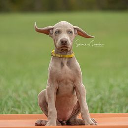 Weimaraner and Wirehaired Vizsla Puppies from Willow Ridge Kennel