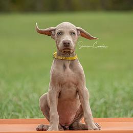 Weimaraner and Wirehaired Vizsla Puppies from Willow Ridge Kennel