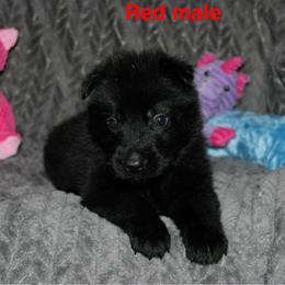 Red collar - Black male German Shepherd puppy in Ann Arbor, Michigan from Von Der Havier German Shepherds