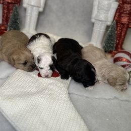 Schnoodle puppies from Bred by Brennen