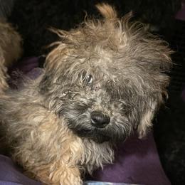 Phyllis - Russian Tsvetnaya Bolonka