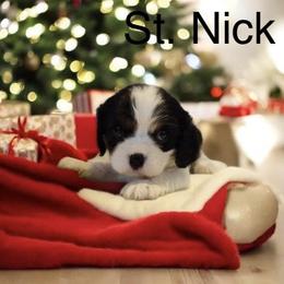 St. Nick - Tri-color male Cavalier King Charles Spaniel puppy in Sacramento, California from Blueberry Hill Cavaliers