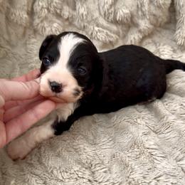 Clay (Red collar) - Black and white male Cavapoo puppy in Redding, California from Lipscomb Doodles