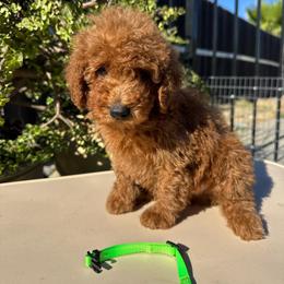 Light green - Red  male Poodle puppy in Sacramento, California from Golden doodles  Lovers