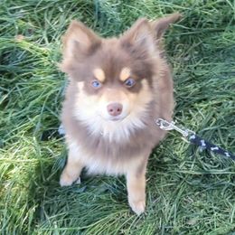 Pomsky Puppies from Tony Hwang