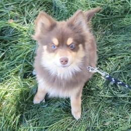 Pomsky Puppies from Tony Hwang