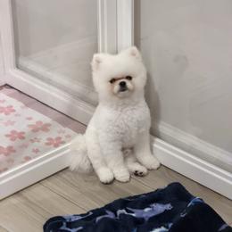 Pomeranians from Nikkipom