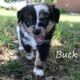 Buck - Blue merle male Miniature American Shepherd puppy in Godley, Texas from Flying H Toy and Mini Aussies