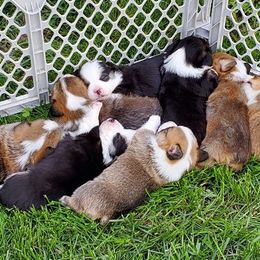 Pembroke Welsh Corgi Puppies from Mandi Coulter