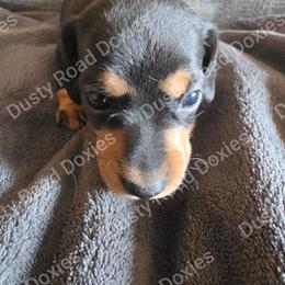 Suzanne - Black and tan female Dachshund puppy in Blanchard, Oklahoma from Dusty Road Doxies