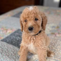 Snickers - Apricot male Poodle puppy in St. Johnsbury, Vermont from Poodles of the Northern Woods