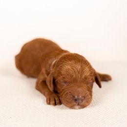 Bernedoodle, Cavapoo, Goldendoodle, and Poodle Puppies from Wasatch Pup